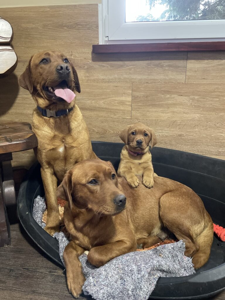 labradorwelpen