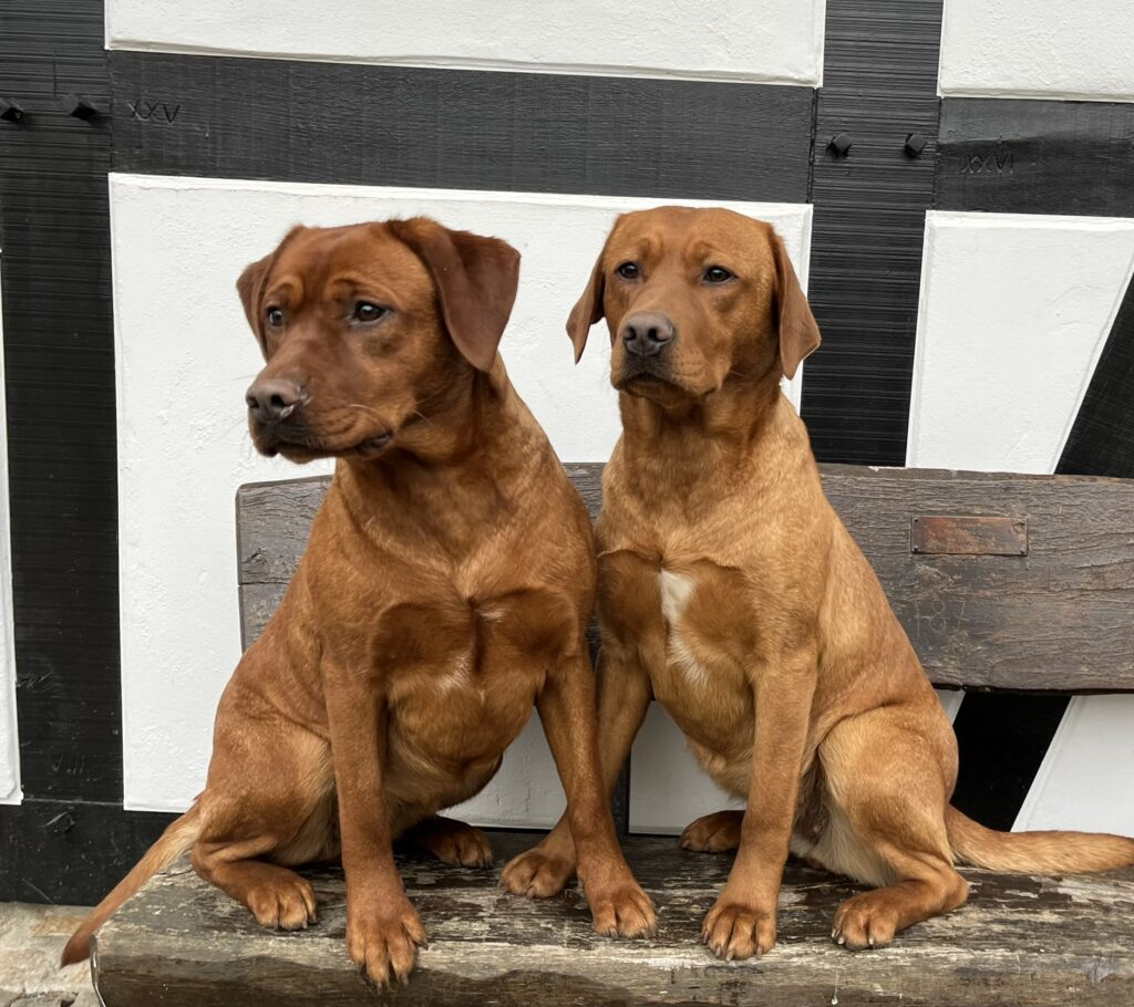 Lola und Lucy von Königstor