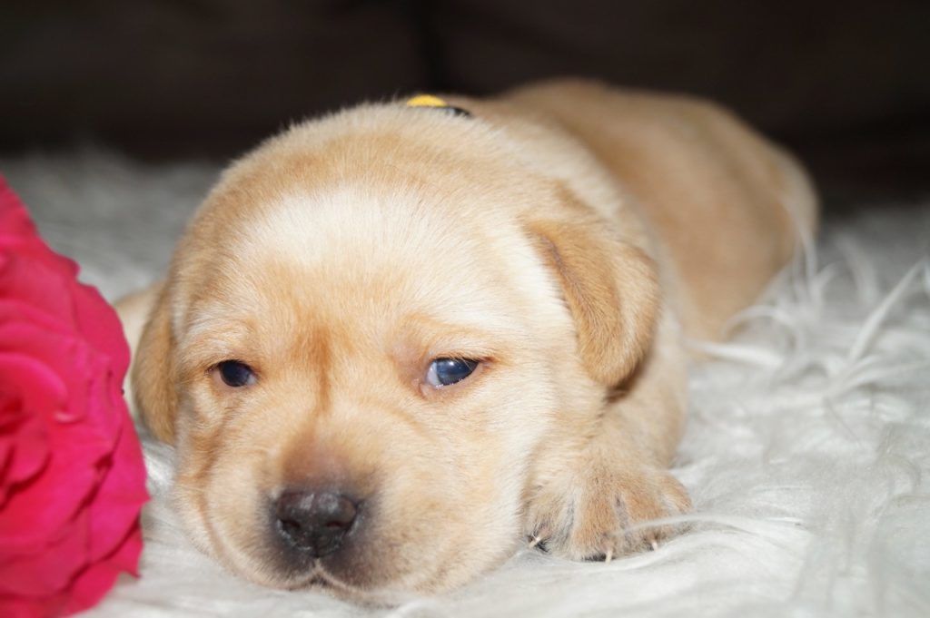 Foxred Labrador